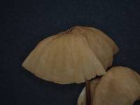 Marasmius fulvoferrugineus image