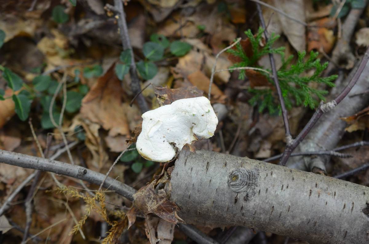 Oligoporus obductus image