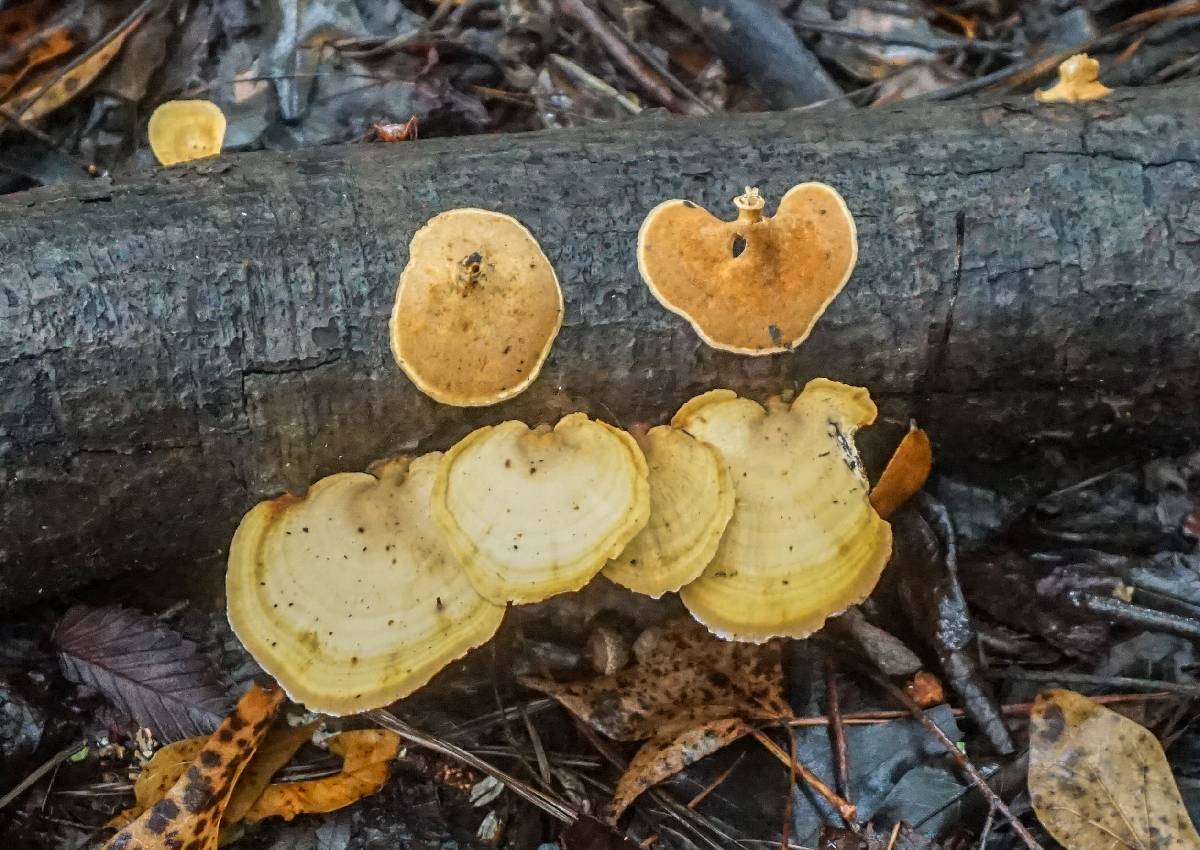 Microporellus obovatus image