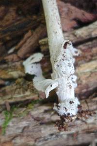 Amanita sinicoflava image