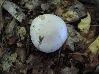 Cortinarius pyriodorus image