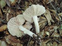 Entoloma rhodopolium image