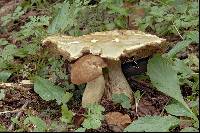 Boletus depilatus image