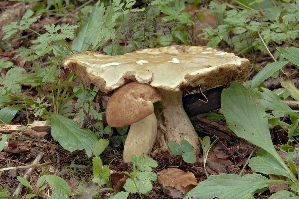 Boletus depilatus image
