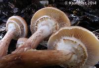 Armillaria solidipes image