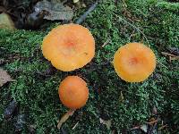 Hygrocybe squamulosa image