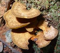 Boletinellus exiguus image