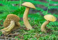 Suillus punctipes image