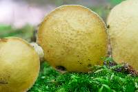 Suillus punctipes image