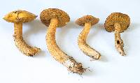 Suillus punctipes image