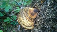 Fomitopsis schrenkii image