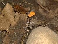 Marasmius siccus image