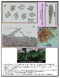 Entoloma conicum image