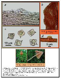 Entoloma quadratum image