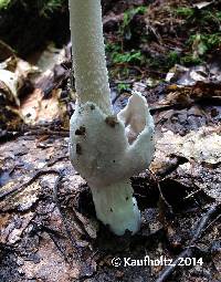 Amanita sinicoflava image