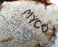 Ganoderma sessile image