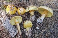 Amanita cochiseana image