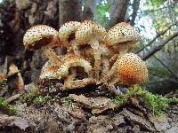 Pholiota squarrosa image