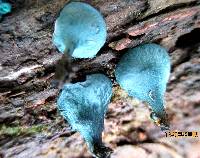 Chlorociboria aeruginascens image