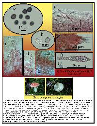 Russula aquosa image