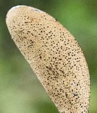 Xylaria telfairii image