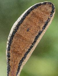 Xylaria telfairii image