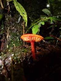 Hygrocybe hypohaemacta image
