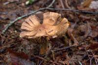 Cortinarius armillatus image