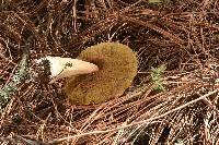 Boletus rubriceps image