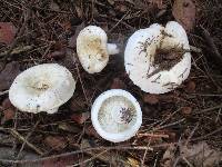 Lactarius deceptivus image