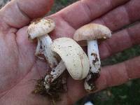 Rhodocollybia maculata image