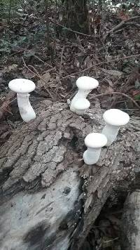 Pleurotus dryinus image