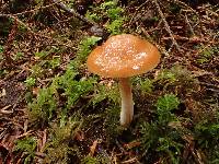 Cortinarius vibratilis image