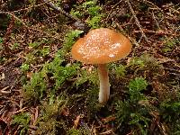 Cortinarius vibratilis image