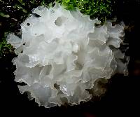 Tremella fuciformis image