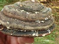 Hypocrea pulvinata image