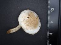 Asterophora lycoperdoides image