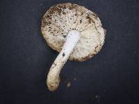 Asterophora lycoperdoides image