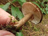 Lactarius fallax image