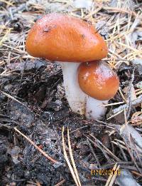 Cortinarius mucosus image