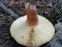 Russula ventricosipes image