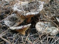 Russula ventricosipes image