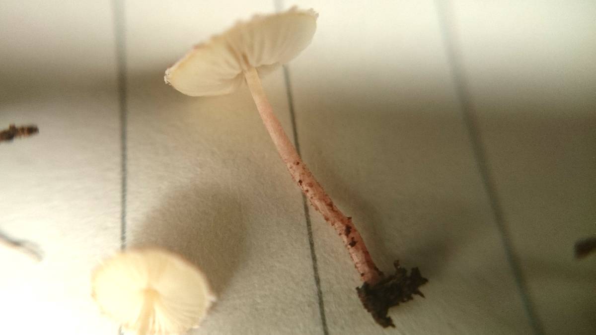 Echinoderma rubellum image