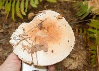 Russula compacta image