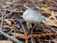 Lepiota felina image