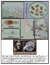 Stropharia hornemannii image