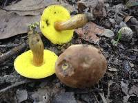 Aureoboletus innixus image