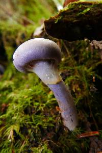 Cortinarius anomalus image