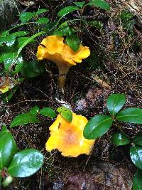 Cantharellus flavus image