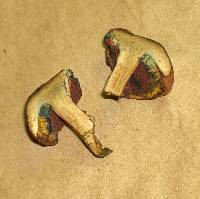Lanmaoa borealis image